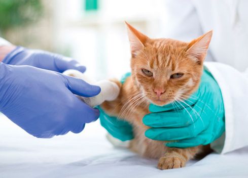 Veterinario revisando gato