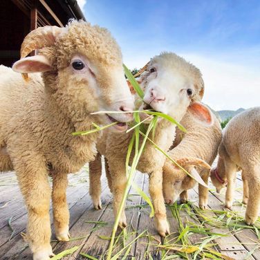 Servicios veterinarios para ovejas