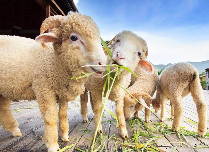 Servicios veterinarios para ovejas