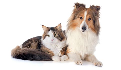 Gato y perro sentados