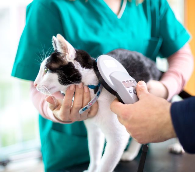 Servicios veterinarios a mascotas