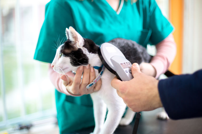 Servicios veterinarios a mascotas